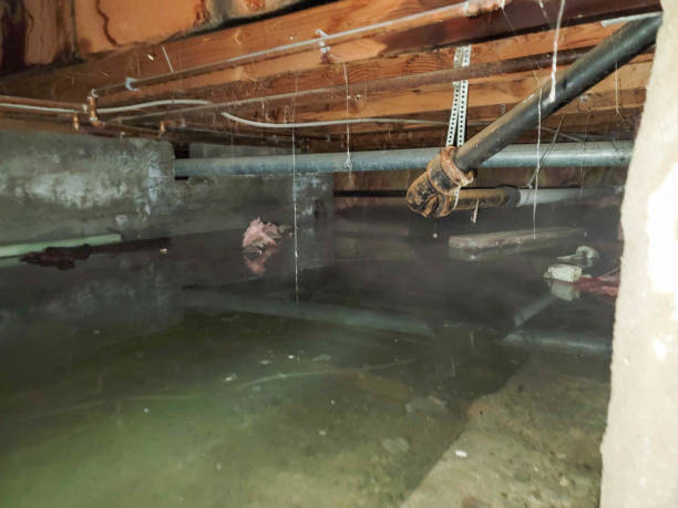 Best Water damage cleanup near me  in Madison, OH